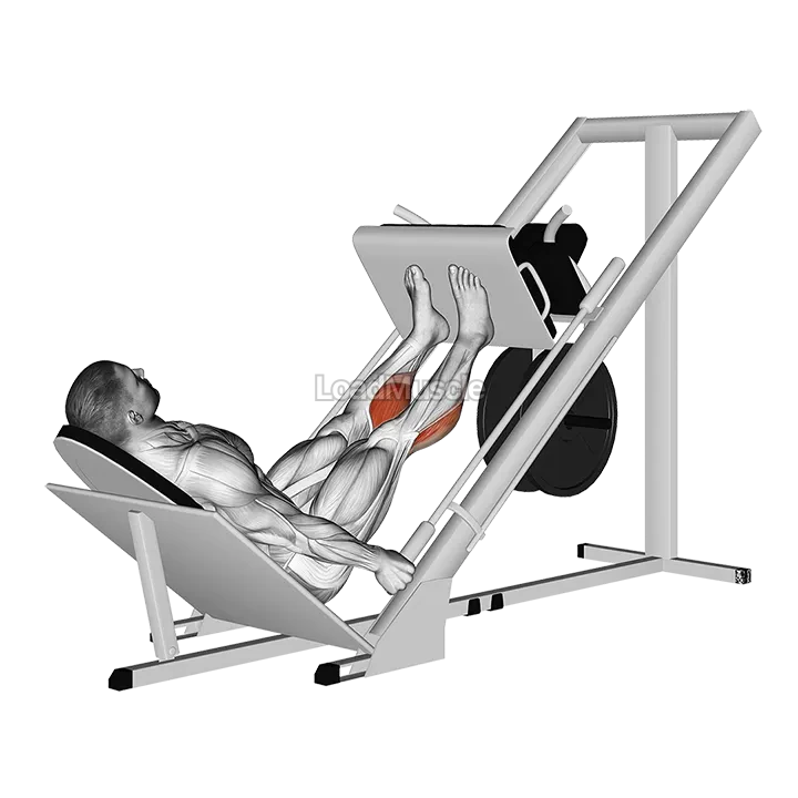Sled 45 Calf Press gif