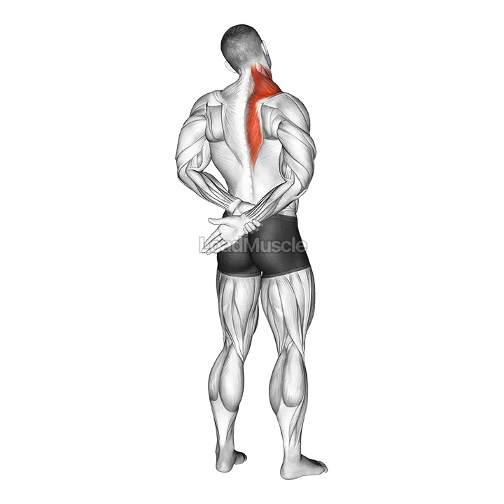 Adduction Of Arm In Back Stretch gif