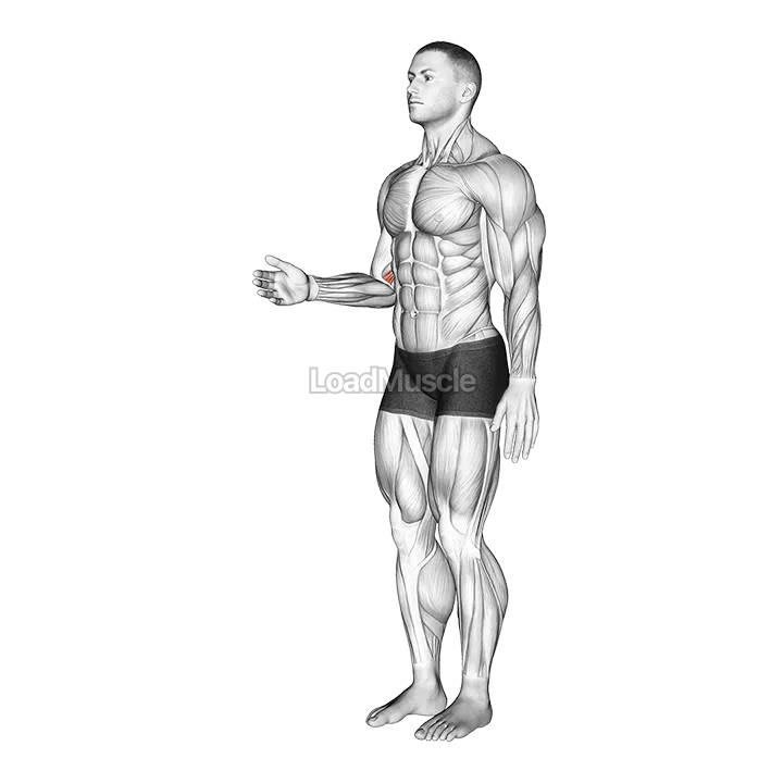 Forearm - Pronation gif