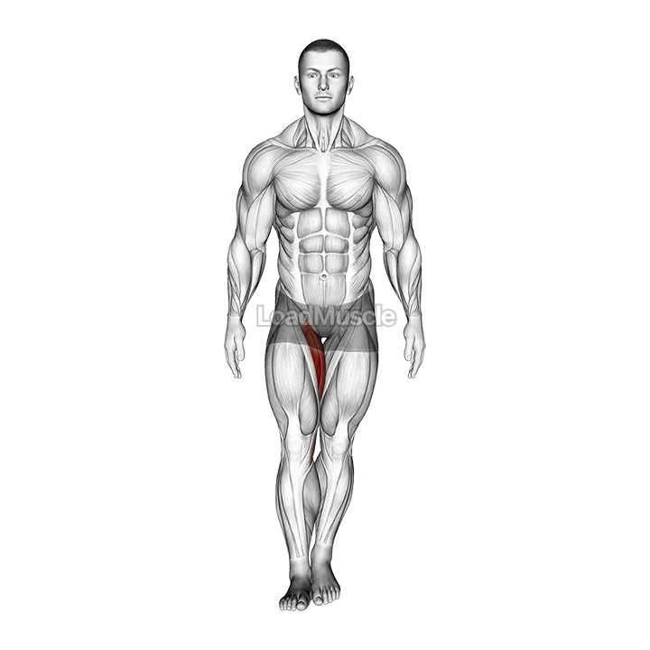 Standing Hip Adduction gif